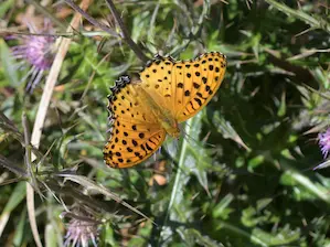 写真10 チョウ 写真10 チョウ