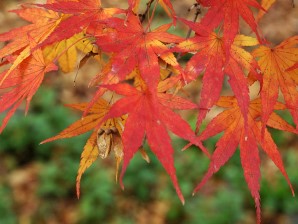 養老公園 写真8