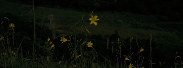 写真1 ユウスゲ 3合目手前 写真1 ユウスゲ 3合目手前