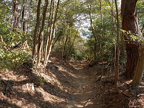 写真10 登山道 写真10