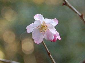 写真11 多度大社にて避寒桜 写真11