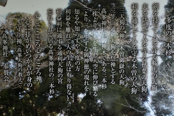 写真4 高峯神社「多度の三本杉」 写真4 高峯神社「多度の三本杉」