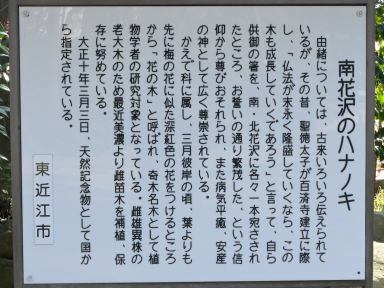 写真4 南花沢のハナノキ 写真4 南花沢のハナノキ