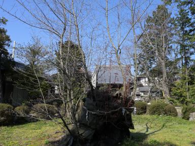 写真2 南花沢のハナノキ 写真2 南花沢のハナノキ