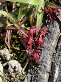 写真4 北花沢のハナノキ 写真4 北花沢のハナノキ