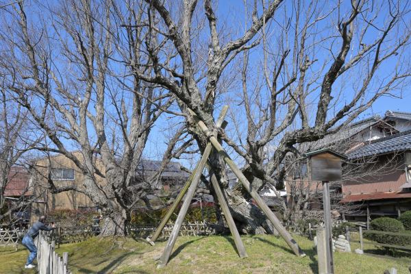 写真2 北花沢のハナノキ 写真2 北花沢のハナノキ