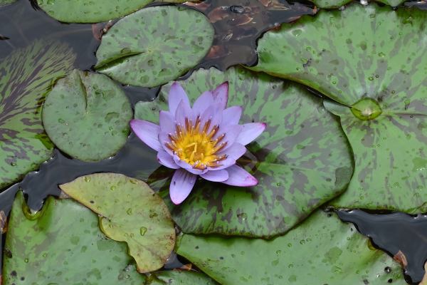 写真4 久屋大通庭園フラリエにて 写真4 久屋大通庭園フラリエにて
