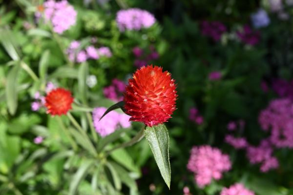 写真1 久屋大通庭園フラリエにて 写真1 久屋大通庭園フラリエにて