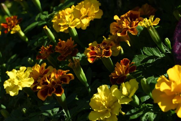 写真2 久屋大通庭園フラリエにて 写真2 久屋大通庭園フラリエにて