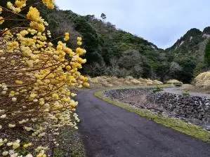 写真1 ミツマタ 写真1 ミツマタ