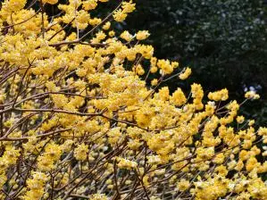写真4 ミツマタ 写真4 ミツマタ