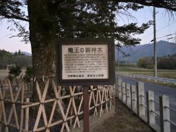 写真 竜王の御神木（大屋神社）