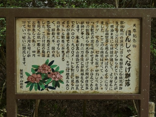 写真 鎌掛谷のホンシャクナゲ群生地