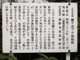 写真 鎌ヶ岳ブナ原始林