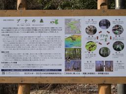 写真 ブナの森