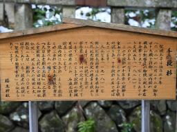 写真 福王神社の千段杉