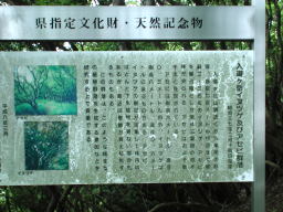 写真 入道ヶ岳イヌツゲ及びアセビ群落