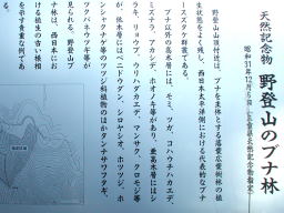 写真 天然記念物・野登山のブナ林