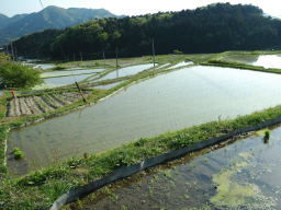 写真 坂本棚田